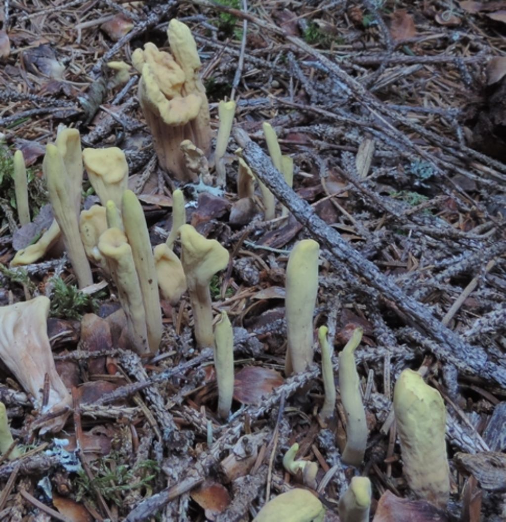 Piccolissimo giallo-verde